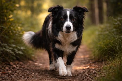 Fast Walks vs Thinking Walks - What Border Collies Actually Need