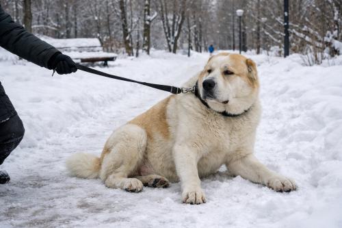 Why Does My Dog Freeze and Refuse to Move on Walks?