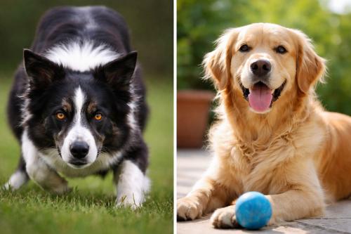 The Difference Between Focus and Mental Pressure in Dogs