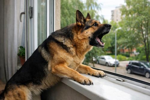 Signs Your German Shepherd Is Mentally Overloaded