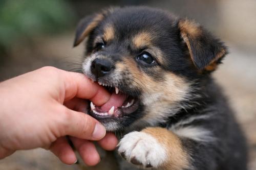 Why Puppies Bite Only One Person