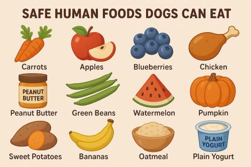 Safe Human Foods Dogs Can Eat Before Bedtime