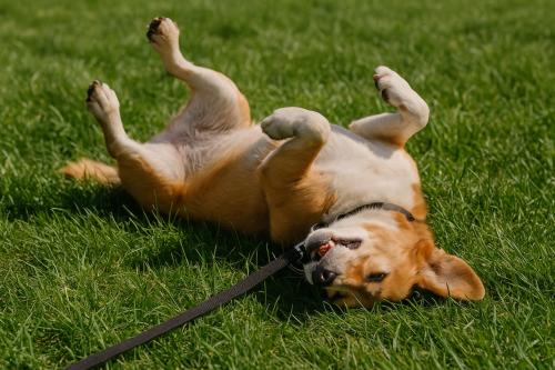 Why Dogs Roll in Grass After a Walk