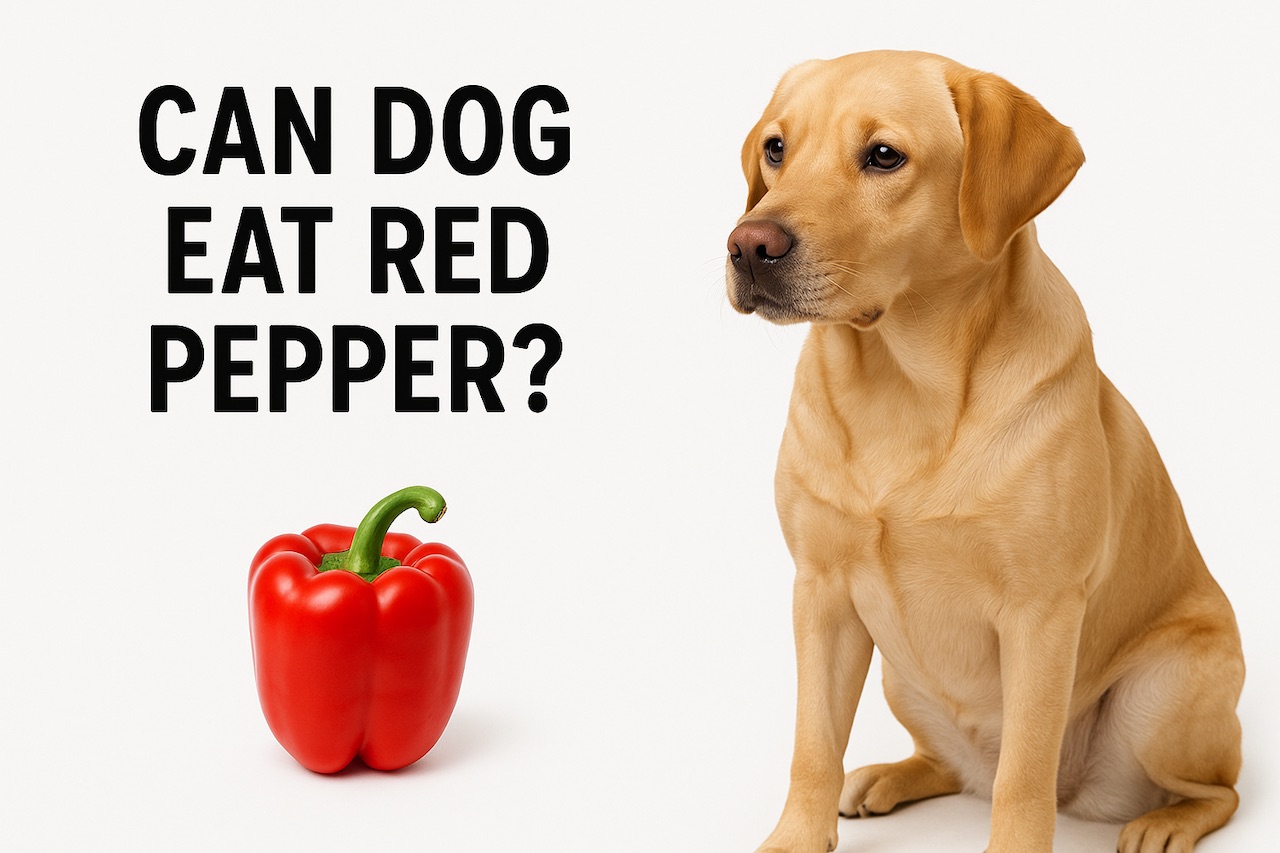 Can Dogs Eat Red Peppers Safely