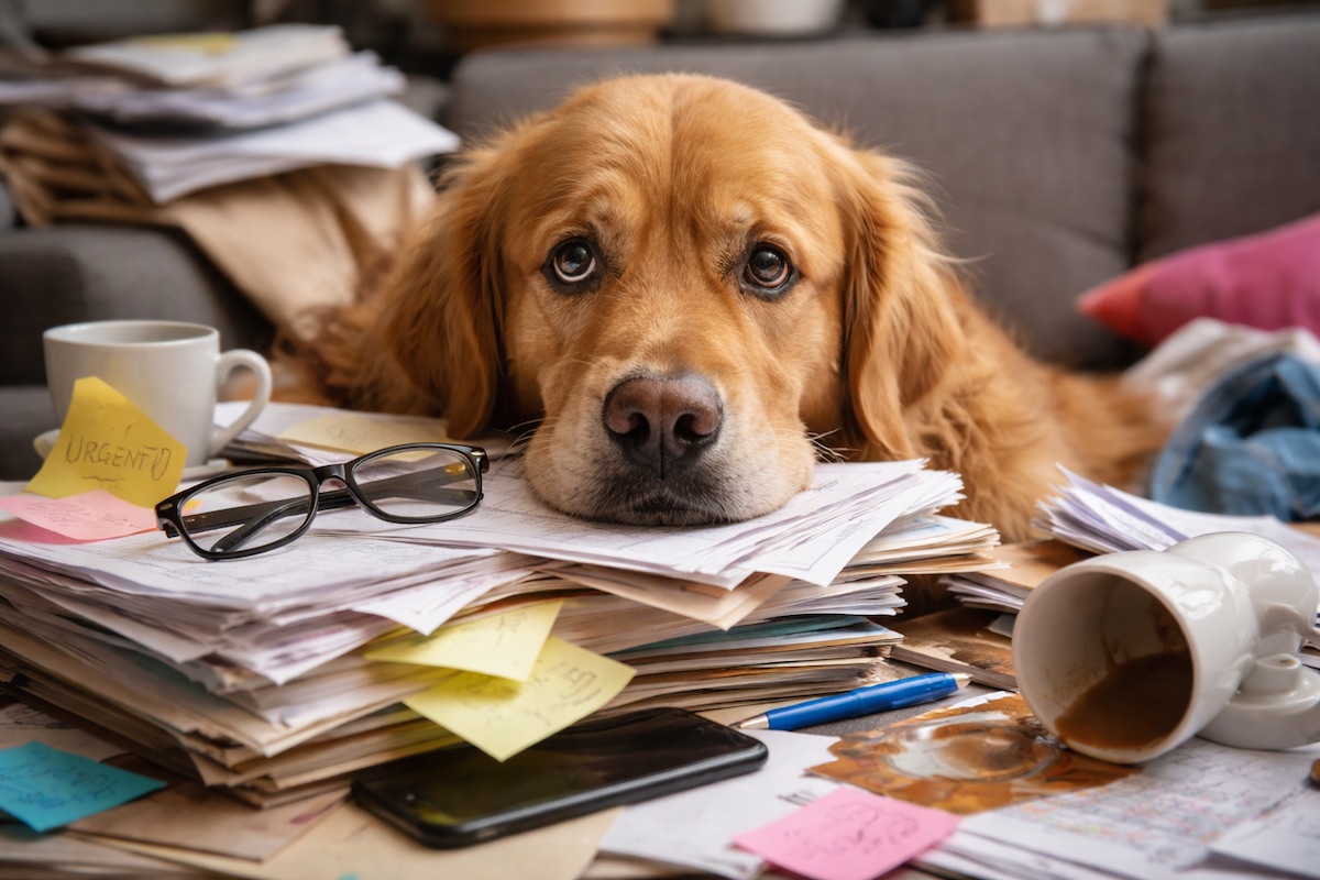 Dog Is Emotionally Overloaded