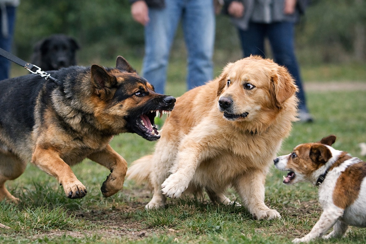 Dog Suddenly Become Aggressive Toward Other Dogs