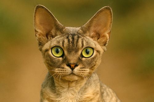 Devon Rex