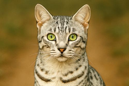 Egyptian Mau