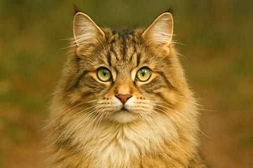Norwegian Forest Cat