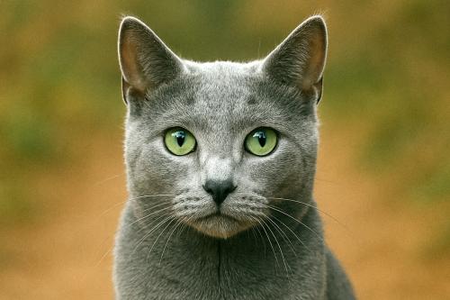 Russian Blue