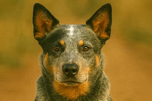 Australian Cattle Dog