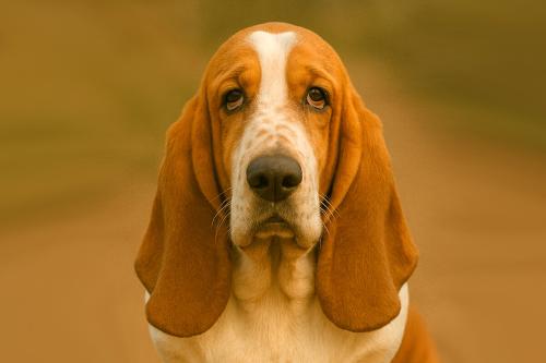 Basset Hound