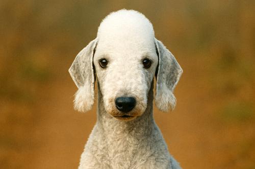 Bedlington Terrier