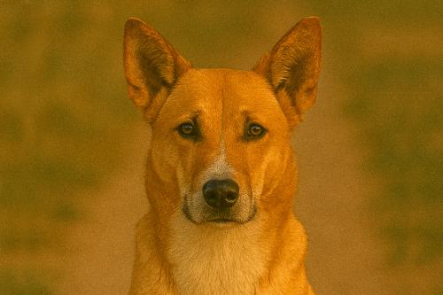 Canaan Dog