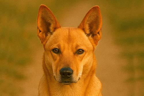Carolina Dog