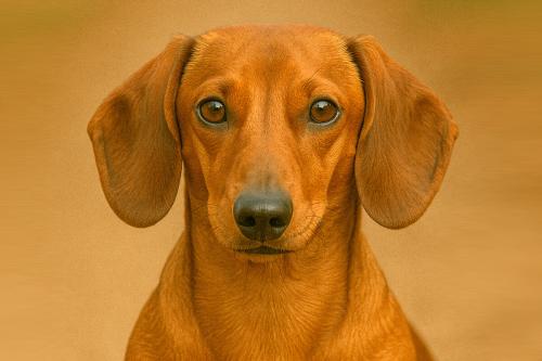 Dachshund