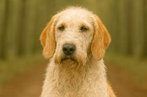 Istrian Coarse-haired Hound