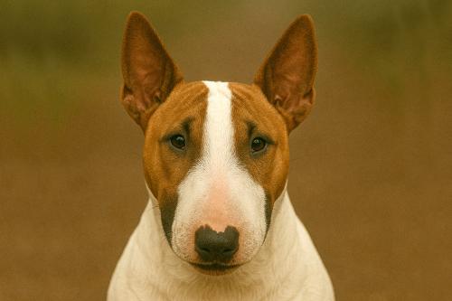 Miniature Bull Terrier