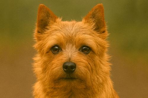 Norwich Terrier