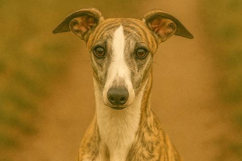 Whippet