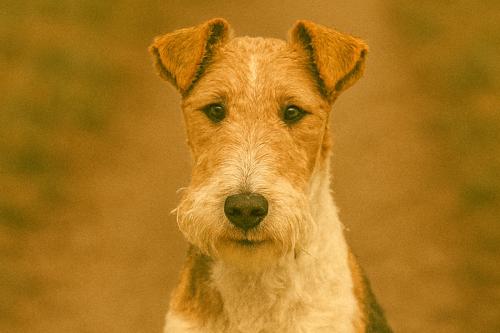 Wire Fox Terrier