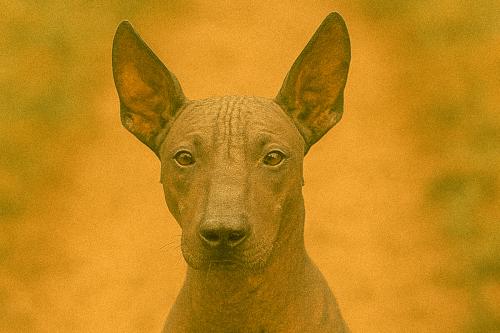 Xoloitzcuintli