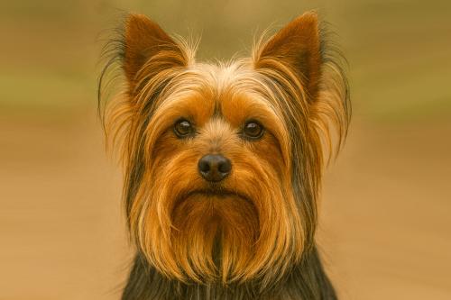 Yorkshire Terrier